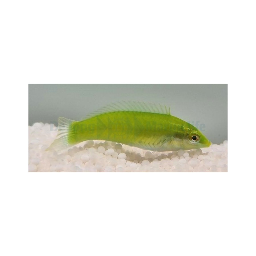 Halichoeres chloropterus - Jade Wrasse