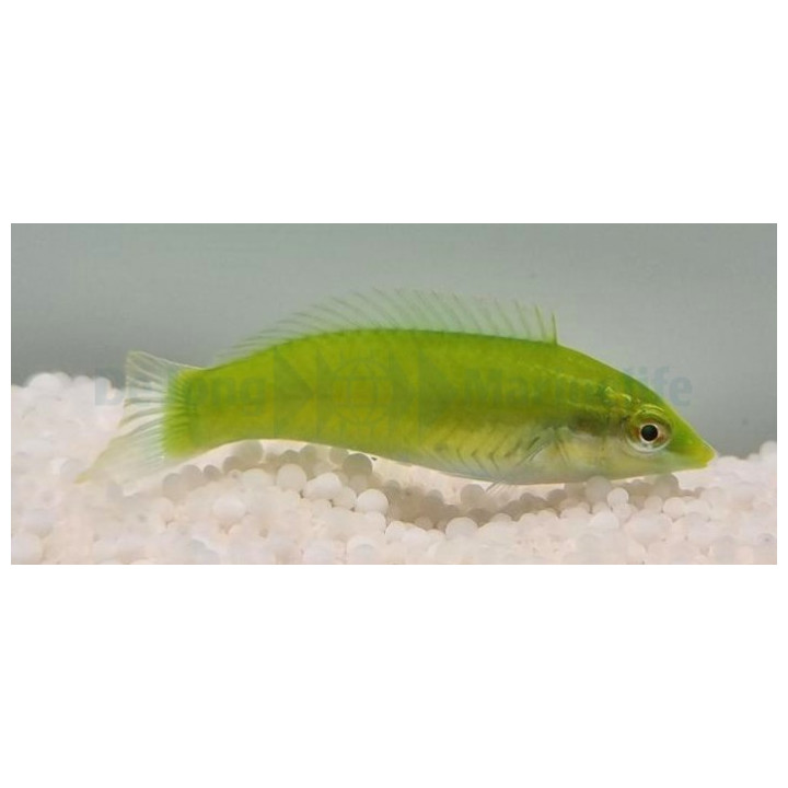 Halichoeres chloropterus - Jade Wrasse