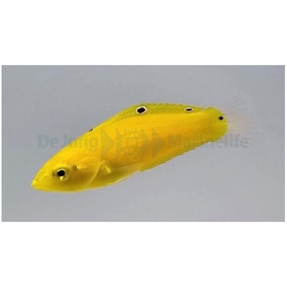 Halichoeres chrysus - Yellow Wrasse