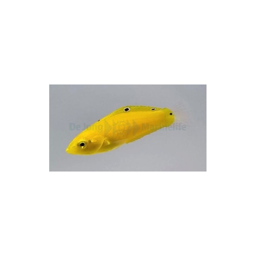 Halichoeres chrysus - Yellow Wrasse