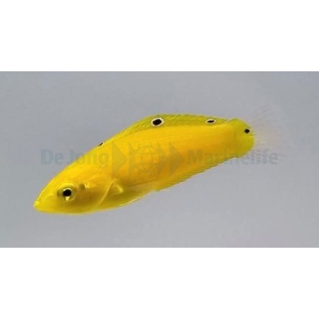 Halichoeres chrysus - Yellow Wrasse