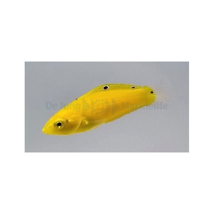 Halichoeres chrysus - Yellow Wrasse