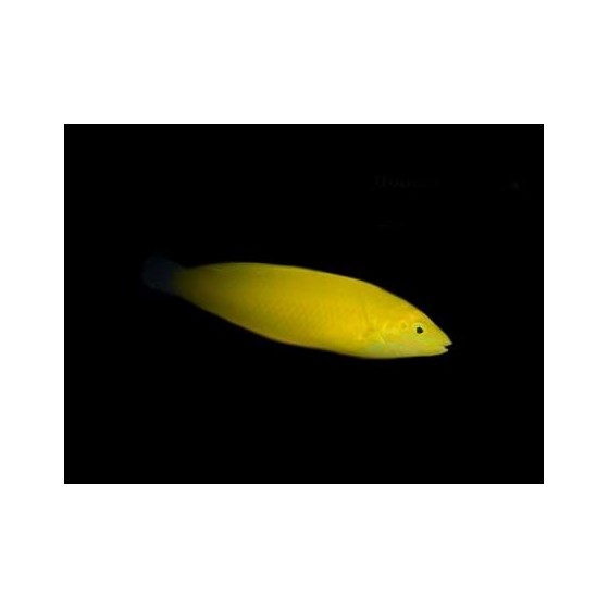 Halichoeres chrysus - Yellow Wrasse