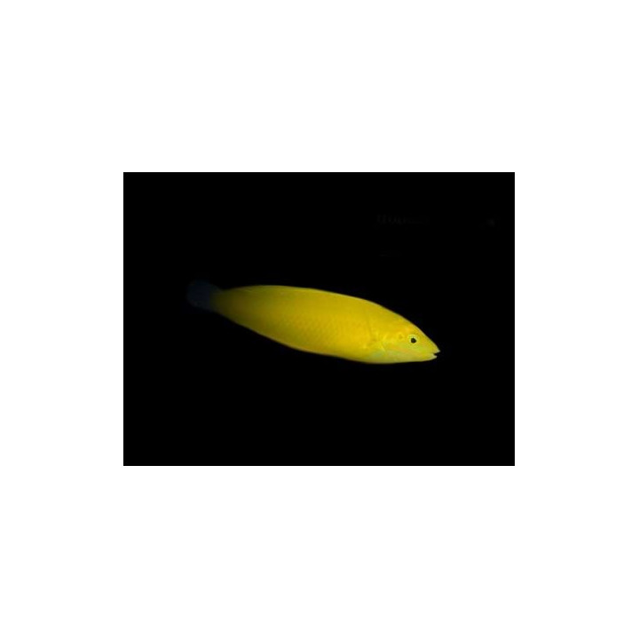 Halichoeres chrysus - Yellow Wrasse