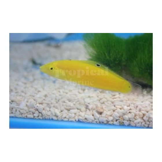 Halichoeres chrysus - Yellow Wrasse - Coral Sea