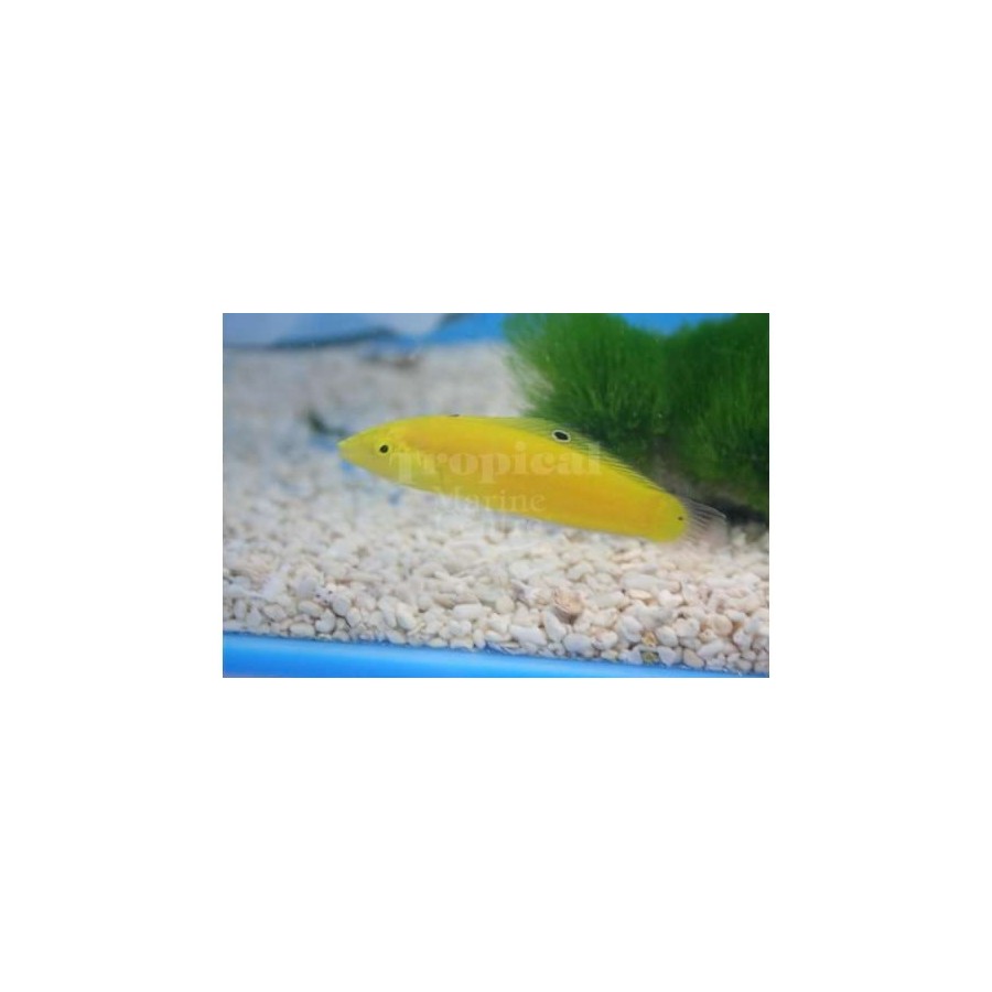 Halichoeres chrysus - Yellow Wrasse - Coral Sea