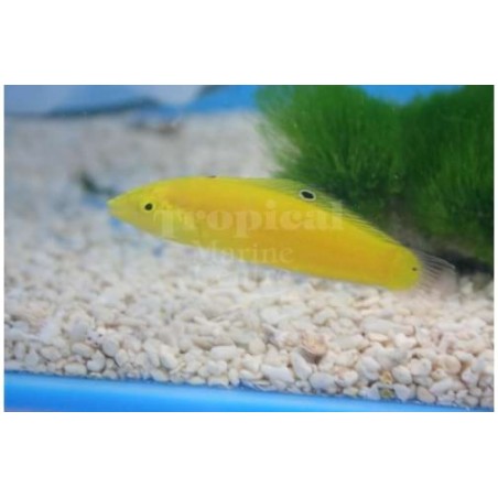 Halichoeres chrysus - Yellow Wrasse - Coral Sea