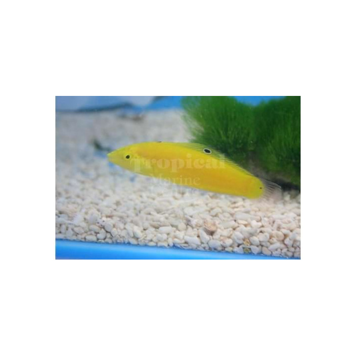 Halichoeres chrysus - Yellow Wrasse - Coral Sea