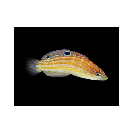 Halichoeres cosmetus - Cosmos Wrasse