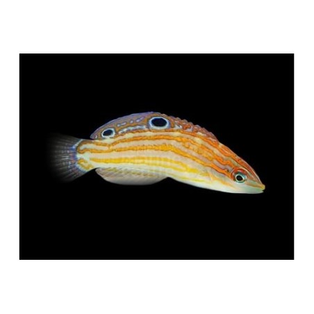 Halichoeres cosmetus - Cosmos Wrasse