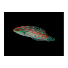 Halichoeres cosmetus - Green Face Wrasse