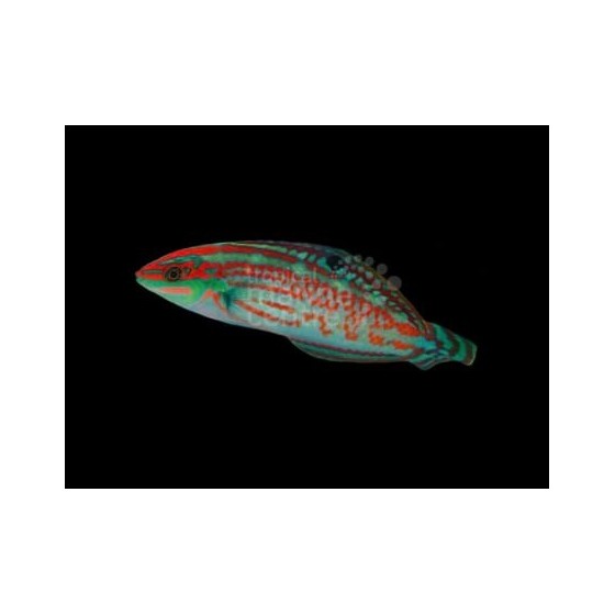 Halichoeres cosmetus - Green Face Wrasse