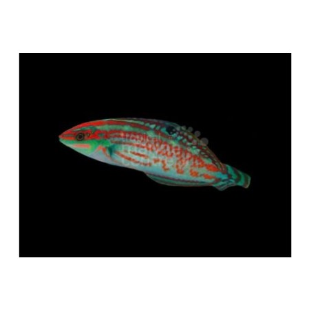 Halichoeres cosmetus - Green Face Wrasse