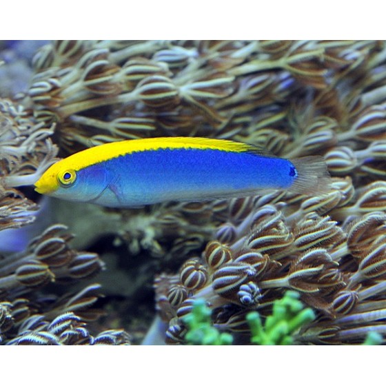 Halichoeres cyanocephalus - Lightning Wrasse