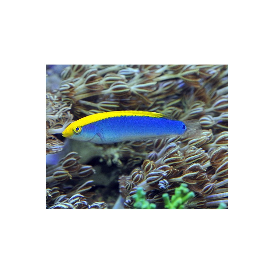 Halichoeres cyanocephalus - Lightning Wrasse