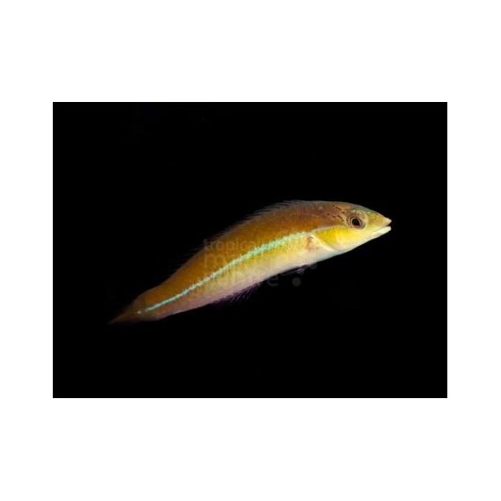 Halichoeres garnoti - Neon Line Wrasse