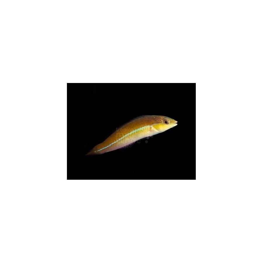 Halichoeres garnoti - Neon Line Wrasse