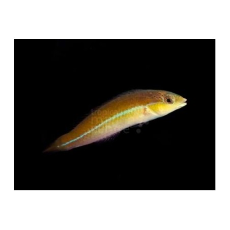 Halichoeres garnoti - Neon Line Wrasse