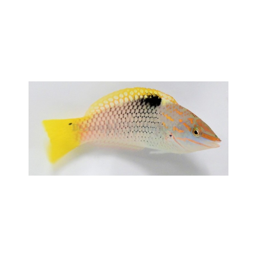 Halichoeres hortulanus - Checkerboard Wrasse