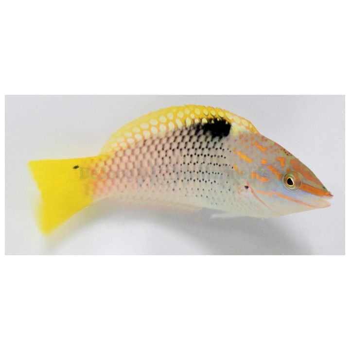 Halichoeres hortulanus - Checkerboard Wrasse -