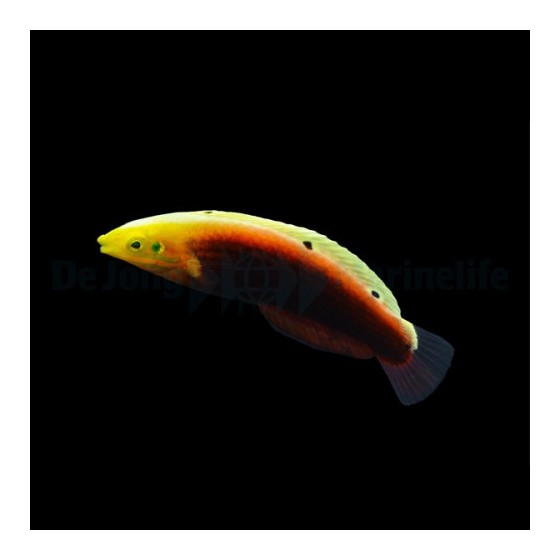 Halichoeres iridis - Multicolour Wrasse