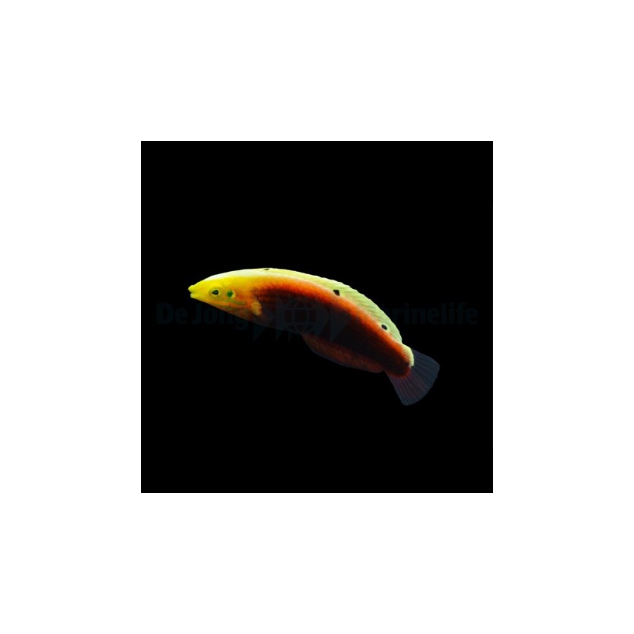 Halichoeres iridis - Multicolour Wrasse