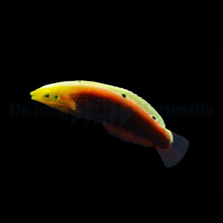 Halichoeres iridis - Multicolour Wrasse