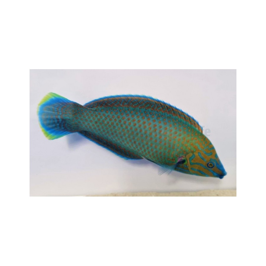 Halichoeres leucurus - Chainlink Wrasse - koiras