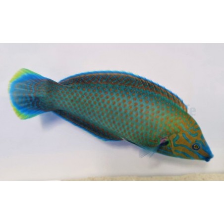 Halichoeres leucurus - Chainlink Wrasse - koiras