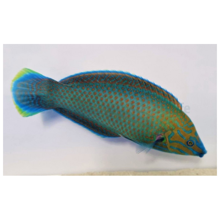 Halichoeres leucurus - Chainlink Wrasse - pariskunta