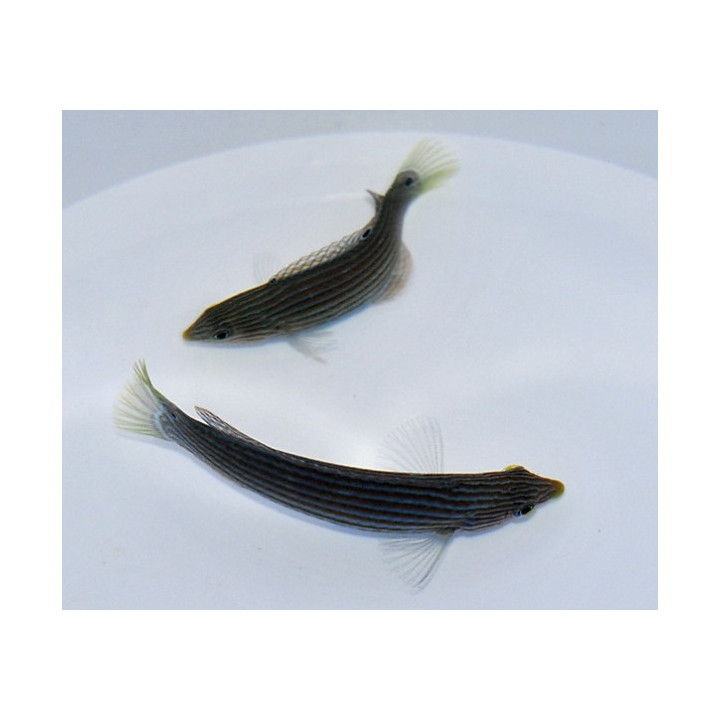 Halichoeres leucurus - Chainlink Wrasse - pariskunta