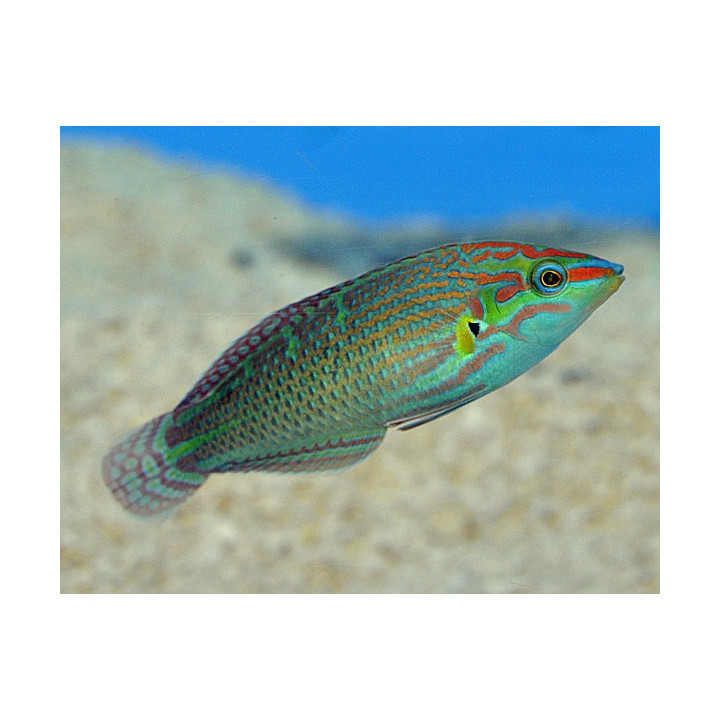 Halichoeres melanurus