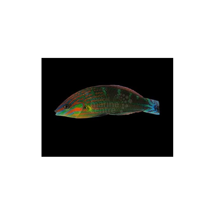 Halichoeres melanurus
