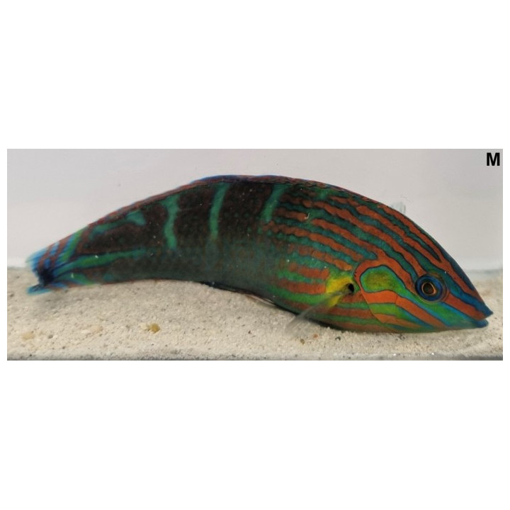 Halichoeres melanurus
