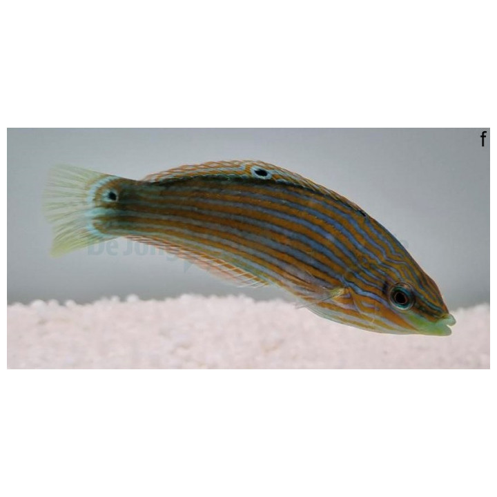 Halichoeres melanurus