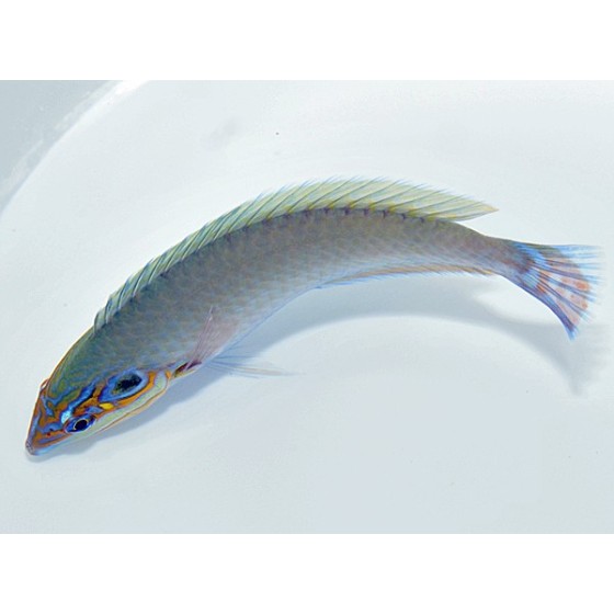 Halichoeres melasmapomus - Earmuff Wrasse