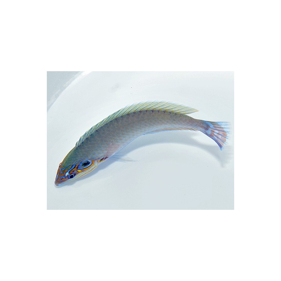 Halichoeres melasmapomus - Earmuff Wrasse