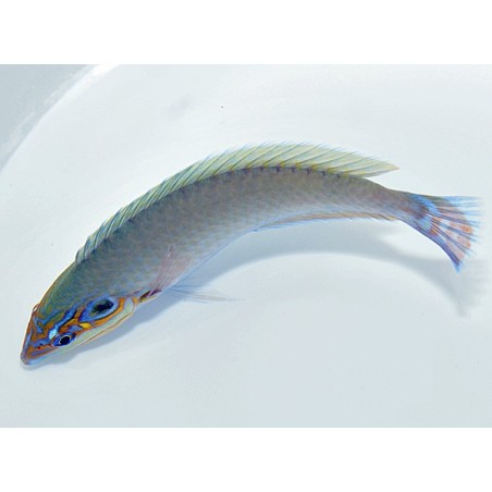 Halichoeres melasmapomus - Earmuff Wrasse