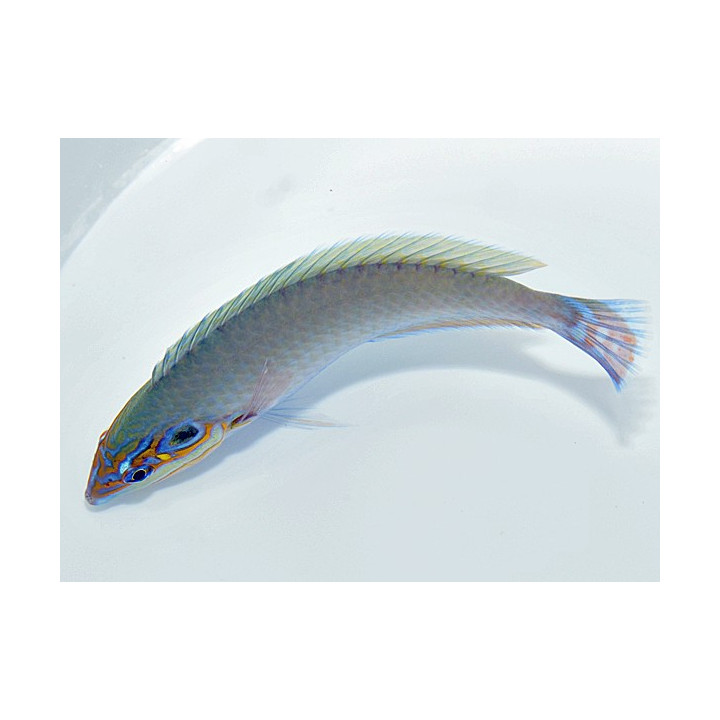 Halichoeres melasmapomus - Earmuff Wrasse