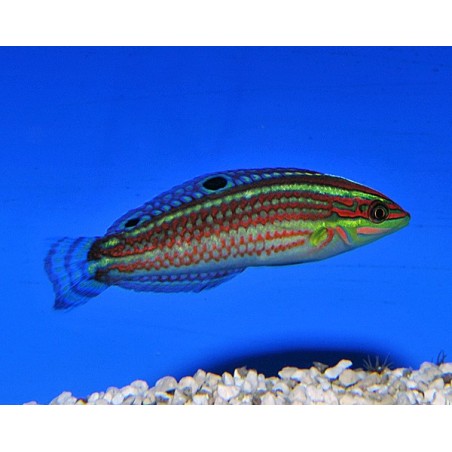 Halichoeres ornatissimus - Pinkface Wrasse