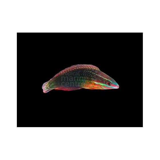 Halichoeres ornatissimus - Pinkface Wrasse