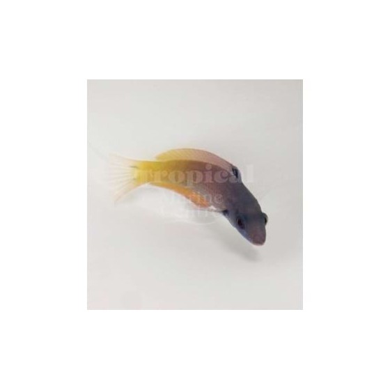 Halichoeres prosopeion - Two Tone Wrasse