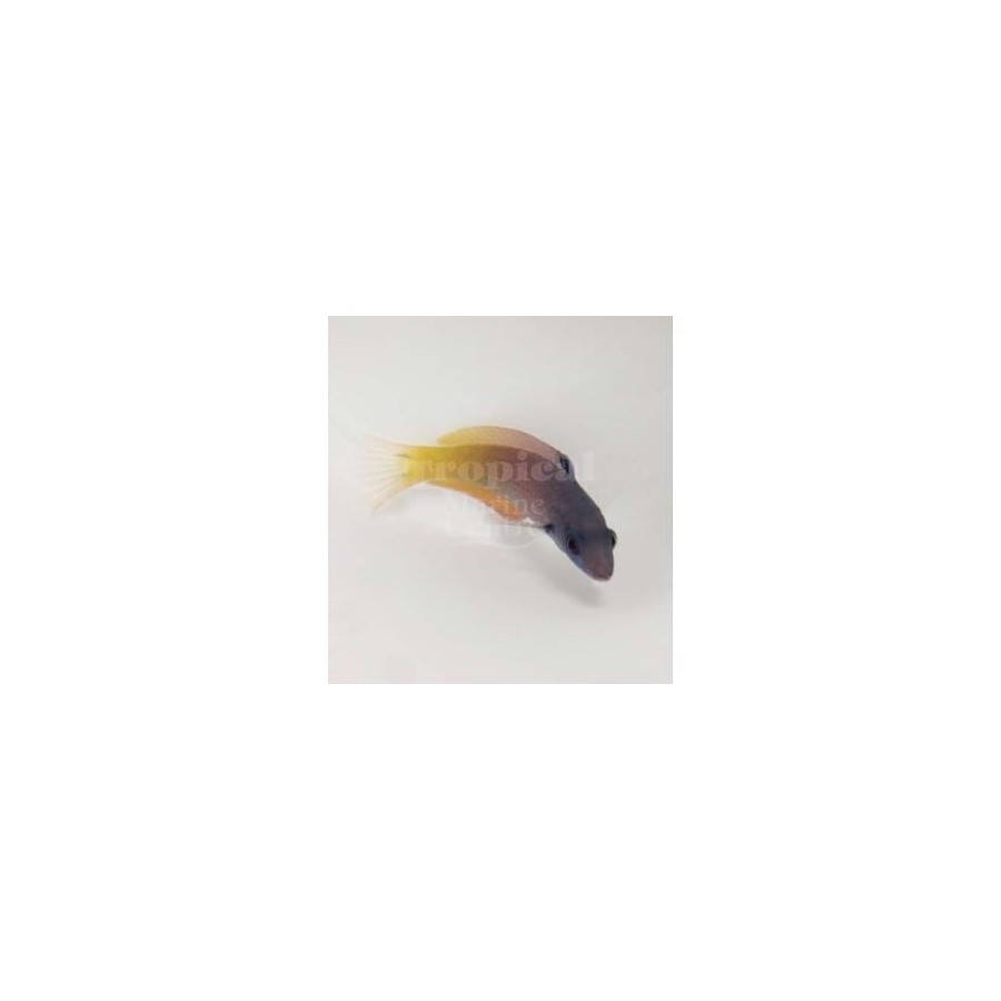 Halichoeres prosopeion - Two Tone Wrasse