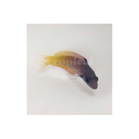 Halichoeres prosopeion - Two Tone Wrasse