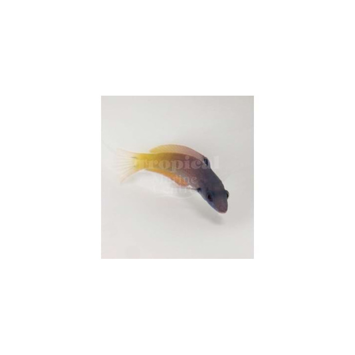 Halichoeres prosopeion - Two Tone Wrasse