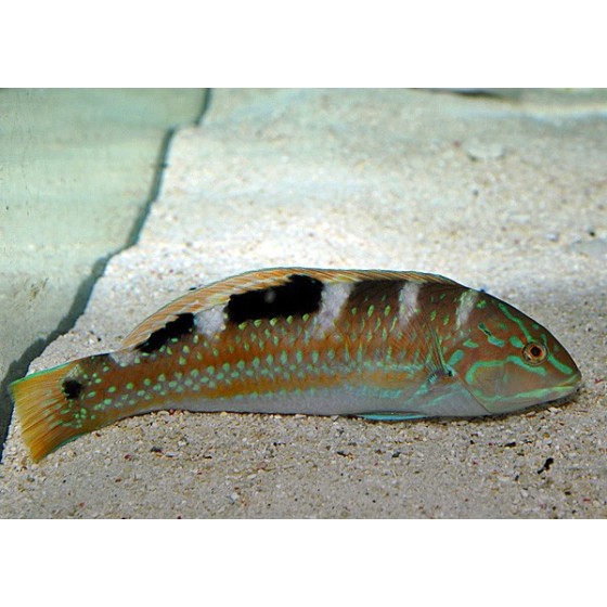 Halichoeres radiatus - Pudding Wife Wrasse