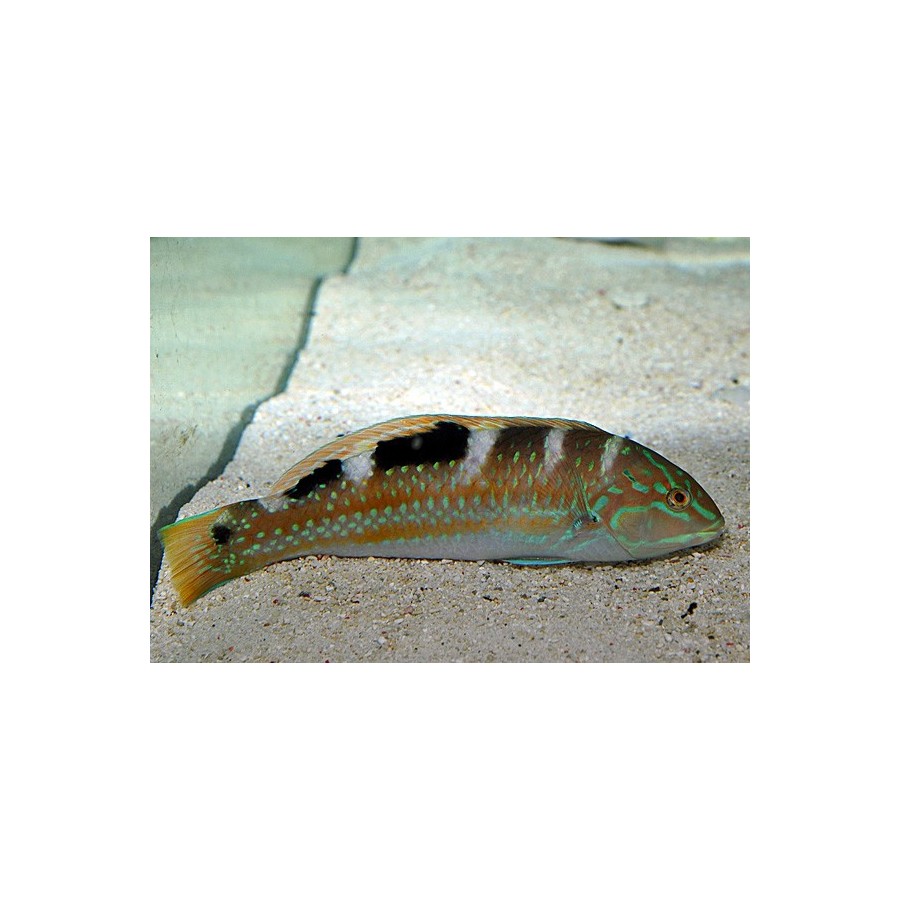 Halichoeres radiatus - Pudding Wife Wrasse