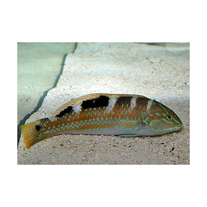 Halichoeres radiatus - Pudding Wife Wrasse