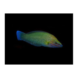 Halichoeres richmondi - Richmond's Wrasse