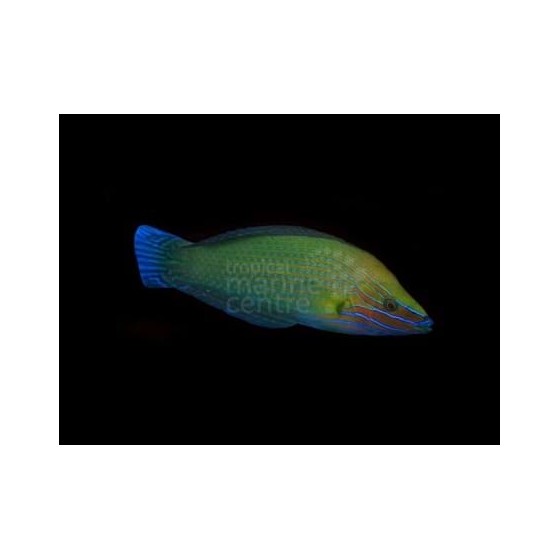 Halichoeres richmondi - Richmond's Wrasse